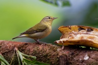 Lesnacek olivovy - Leiothlypis peregrina - Tennessee Warbler o1915